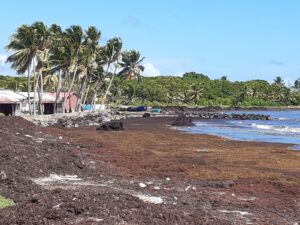 Martinique : les plages sans sargasses à conseiller à vos clients