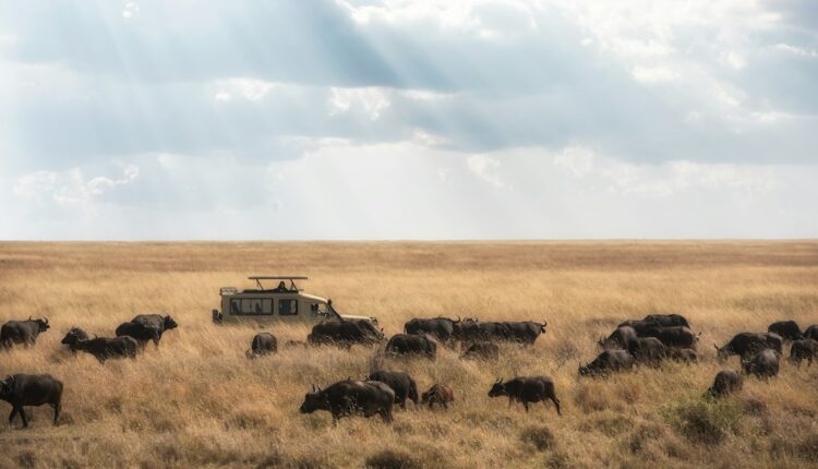 En Tanzanie, un tourisme qui vaut de l'or