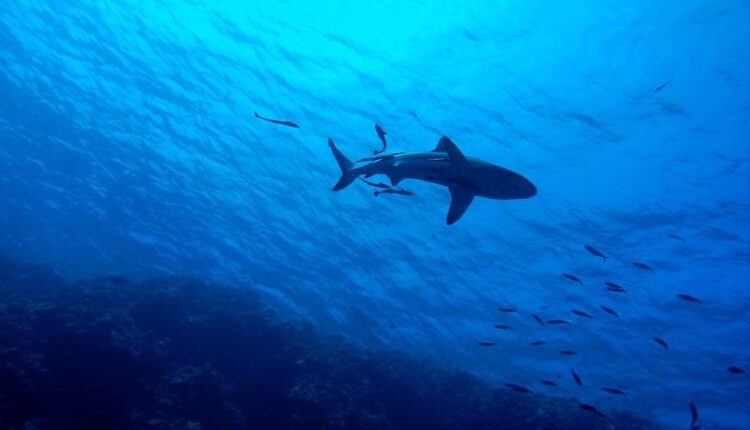 Espagne : une touriste meurt après une attaque de requin au large des Canaries